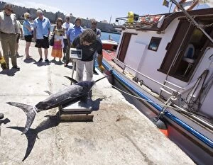 Images Dated 24th May 2008: Fishermen unloading and weighing their catch of swordfish