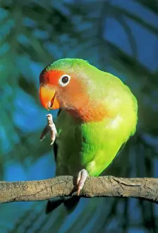 Captivity Prints: Fisher's Lovebird ANZ 718 Agapornis fischeri © Andrey Zvoznikov / ardea. com