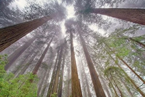 Angle Gallery: Fisheye view skyward in redwood forest, Redwood