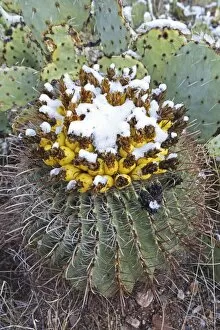Fishhook Barrel Cactus - blossoms in snow after desert snow storm - Prickly pear cactus (Oppuntia spp) in background