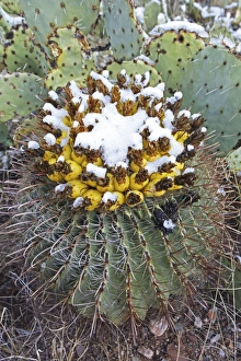 Fishhook Barrel Cactus - blossoms in snow after desert snow storm - Prickly pear cactus (Oppuntia spp) in background Fishhook Barrel Cactus - blossoms in snow after desert snow storm - Prickly pear cactus (Oppuntia spp) in background