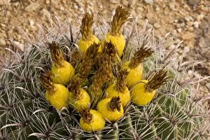 Images Dated 17th December 2008: Fishhook Barrel Cactus Ferocactus wislizenii, in fruit; Arizona