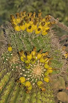 Fishhook Barrel Cactus - Unusual growth form- Bearing fruit - Also called compass barrel cactus as the crown tilts to the south Sonoran Desert - Arizona - USA