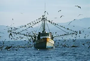 Following Prints: Fishing Boat FG 5321 Shrimper & sea birds