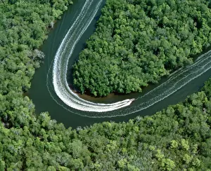 Mangroves Prints: Fishing boat on mangrove-lined inlet