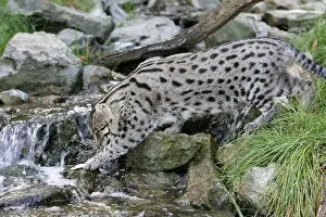 Fishing Cat - crossing stream. Dist: Asia