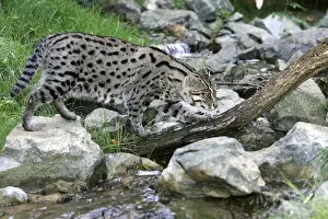 Fishing Cat. Dist: Asia