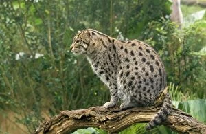 Images Dated 15th September 2009: Fishing Cat - sitting on branch