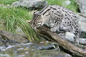 Watching Prints: Fishing Cat - by stream. Dist: Asia