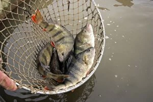 Fishing - caught Perch in net