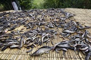 Images Dated 25th April 2006: Fishing - fish, mainly catfish, drying on platform