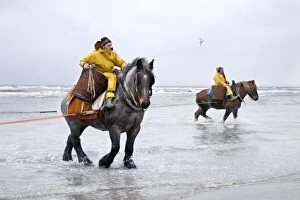Fishing - for Shrimps on the beach with horses