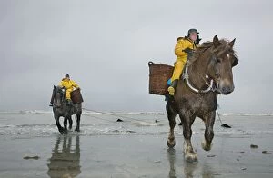 Images Dated 13th November 2007: Fishing - for Shrimps on the beach with horses