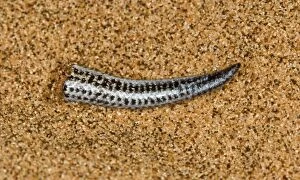 Images Dated 15th October 2008: Fitsimon's Burrowing Skink - Tip of the tail after shedding it - Namib Desert - Namibia - Africa