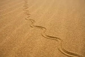 Skinks Prints: Fitsimon's Burrowing Skink - Tracks on the dunes - Namib Desert - Namibia - Africa
