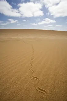 Fitsimon's Burrowing Skink - Tracks on the dunes - Namib Desert - Namibia - Africa
