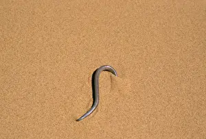 Skinks Prints: Fitz Simon's Burrowing Skink Namibia, Africa