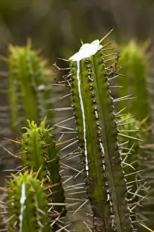 Spikes Prints: Five-cornered Euphorbia. Sap flowing from cut stem