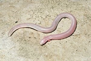 Images Dated 5th July 2004: Five-toed Worm Lizard Mexico. Fam:Biperdidae