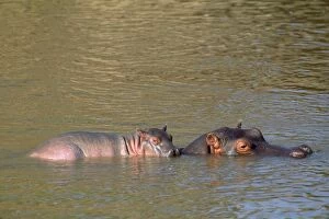FL-2230 HIPPOPOTAMUS - Mother with baby on back