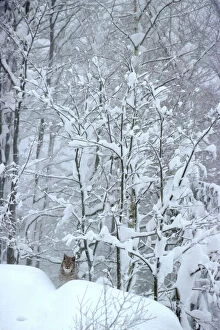 Fl 3000 eurasian lynx snow