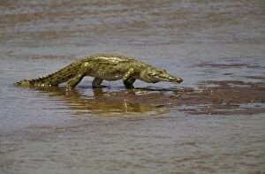 FL-3006 Nile Crocodile - In shallow water