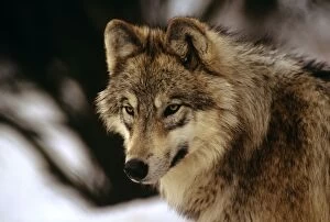 FL-3048 Eurasian Wolf - In snow