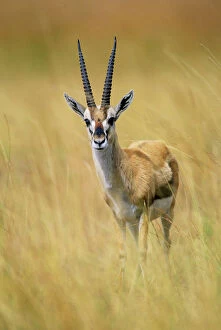FL-3058 Thomsons Gazelle - Male standing in long grass