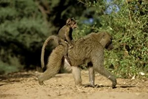 FL-3065 Anubis / Olive / Savanna Baboon - Walking with young on back