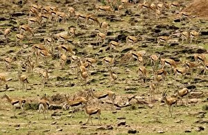 FL-3070 Thomsons Gazelle - Large herd on rocky hillside