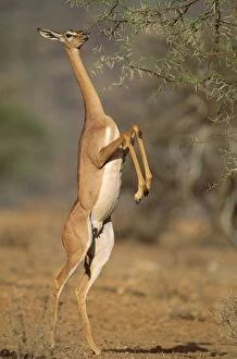 FL-3093 Gerenuk - female standing on hind legs to feed