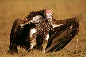 FL-3202 Lappet-faced Vulture - with spread wings