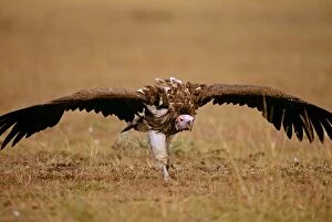 FL-3231 Lappet-faced Vulture - aggressive stance on ground