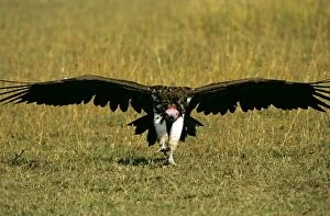 FL-3250 Lappet-faced Vulture - in flight landing