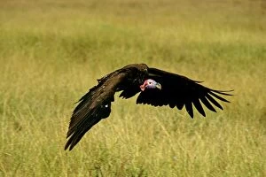 FL-3258 Lappet-faced Vulture - in flight