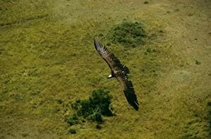 FL-3259 Aerial - Lappet-faced Vulture - in flight