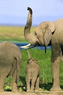 FL-3265 African Elephant - with young - using trunk to detect scents