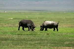 FL-3268 Black Rhinoceros - female aggressive to male prior to mating