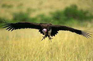 FL-3338 Lappet-faced Vulture - in flight