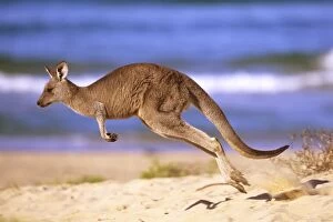 FL-3365 Eastern Grey Kangaroo - running on beach
