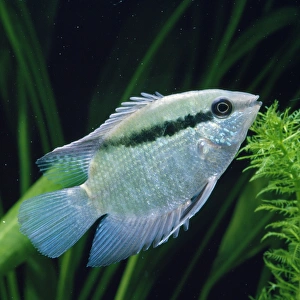 Images Dated 3rd April 2008: Flag / Festive Cichlid formerly known as: Cichlasoma festivum Famaily: Cichlidae