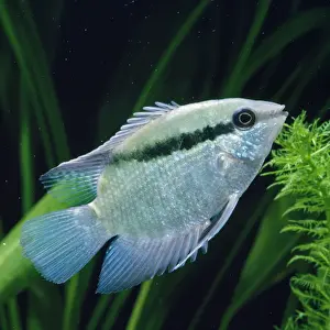 Cichlids Prints: Flag / Festive Cichlid formerly known as: Cichlasoma festivum Famaily: Cichlidae