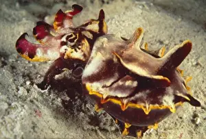 Cuttlefish Prints: Flamboyant Cuttlefish AU 64 BS South Pacific / Papua New Guinea Metasepia pfefferi © Becca Saunders / ARDEA LONDON