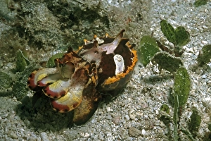 Images Dated 9th May 2006: Flamboyant Cuttlefish - this Flamboyant cuttlefish, could blend in with the bottom perfectly