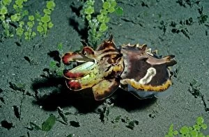 Images Dated 9th December 2004: Flamboyant Cuttlefish - Hunting at dusk for small crustations over dark volcanic sand Milne Bay