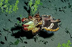 Cuttlefish Prints: Flamboyant Cuttlefish - Hunting at dusk for small crustations over dark volcanic sand Milne Bay
