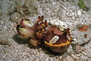Images Dated 9th May 2006: Flamboyant cuttlefish - photographed in an isolated area of Papua New Guinea because of its