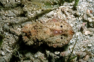 Images Dated 9th May 2006: Flamboyant cuttlefish - photographed in an isolated area of Papua New Guinea because of its
