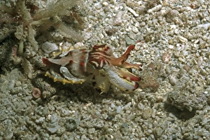Images Dated 9th May 2006: Flamboyant cuttlefish - photographed in an isolated area of Papua New Guinea because of its