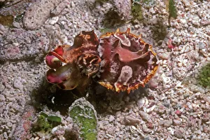 Images Dated 9th May 2006: Flamboyant cuttlefish - photographed in an isolated area of Papua New Guinea because of its